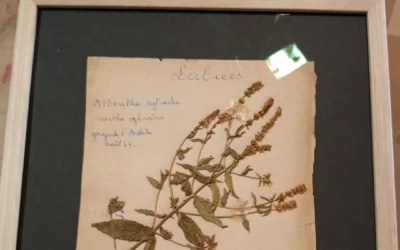 Un herbier